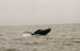 Paringsdans der walvissen