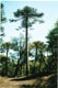 De zeer karakteristieke Araucaria boom