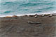 Vrouwlijke zeeolifanten met onvolwassen mannetje